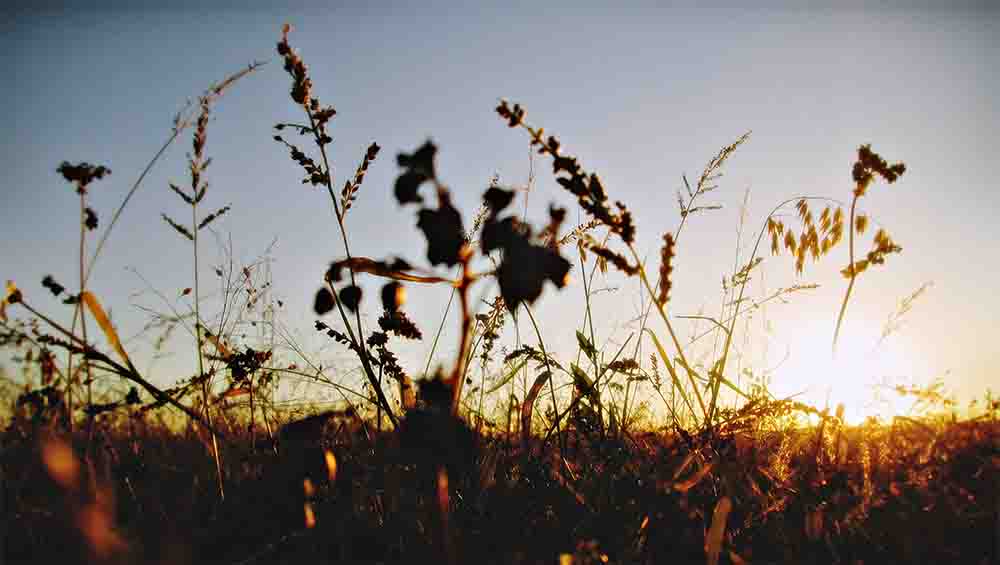 电路仿真器中的交流分析