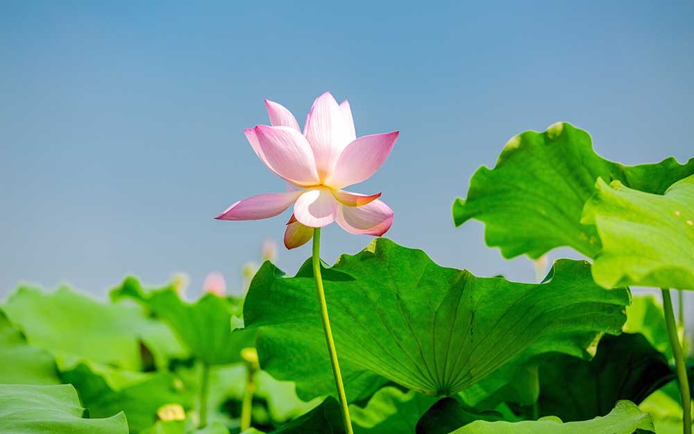 cover of previous post