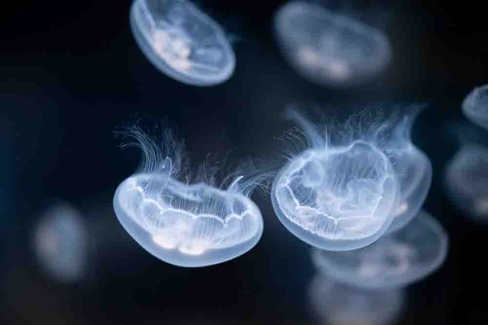 Virtuoso 中直接运行 Spectre 脚本